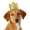 Frisco Happy Birthday Dog & Cat Crown -Frisco 153665 MAIN. AC SS1800 V1551230974
