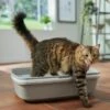 Frisco Sifting Cat Litter Box, Large -Frisco 155658 MAIN. AC SS1800 V1675280052