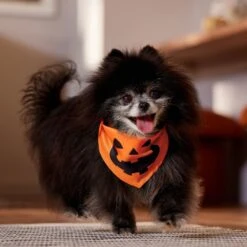 Frisco Jack O' Lantern Pumpkin Dog & Cat Bandana 13 Frisco Jack O' Lantern Pumpkin Dog & Cat Bandana -Frisco 158934 PT4. AC SS1800 V1564430535