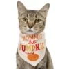 Frisco Mommy's Lil Pumpkin Dog & Cat Bandana -Frisco 158936 MAIN. AC SS1800 V1689628232