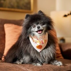Frisco Mommy's Lil Pumpkin Dog & Cat Bandana -Frisco 158936 PT4. AC SS1800 V1633064807