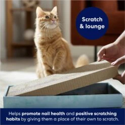 Frisco Double-Wide Cat Scratcher Toy Refill With Catnip, 2 Count 8 Frisco Double-Wide Cat Scratcher Toy Refill With Catnip, 2 Count -Frisco 174800 PT3. AC SS1800 V1678723850