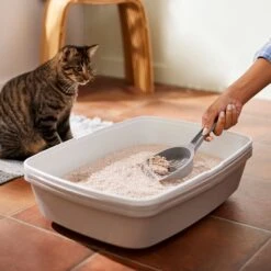 Frisco Natural Lightly Scented Clumping Grass Cat Litter 13 Frisco Natural Lightly Scented Clumping Grass Cat Litter -Frisco 230714 PT4. AC SS1800 V1659023184