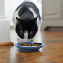 Frisco Cat Face Non-skid Ceramic Cat Dish, Blue 11 Frisco Cat Face Non-skid Ceramic Cat Dish, Blue -Frisco 256101 PT3. AC SS1800 V1617130591