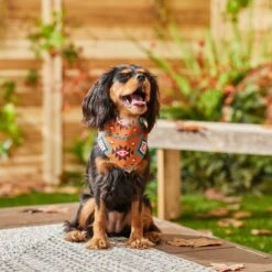 Frisco Southwest Dog & Cat Bandana 15 Frisco Southwest Dog & Cat Bandana -Frisco 267904 PT5. AC SS1800 V1637679734