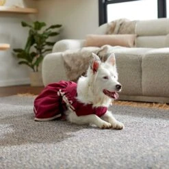 Frisco Plum Dog & Cat Dress -Frisco 268677 PT5. AC SS1800 V1637675815