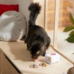 Frisco Lunar New Year Fortune Cookie Plush Cat Toy With Catnip -Frisco 298909 PT3. AC SS1800 V1640269104