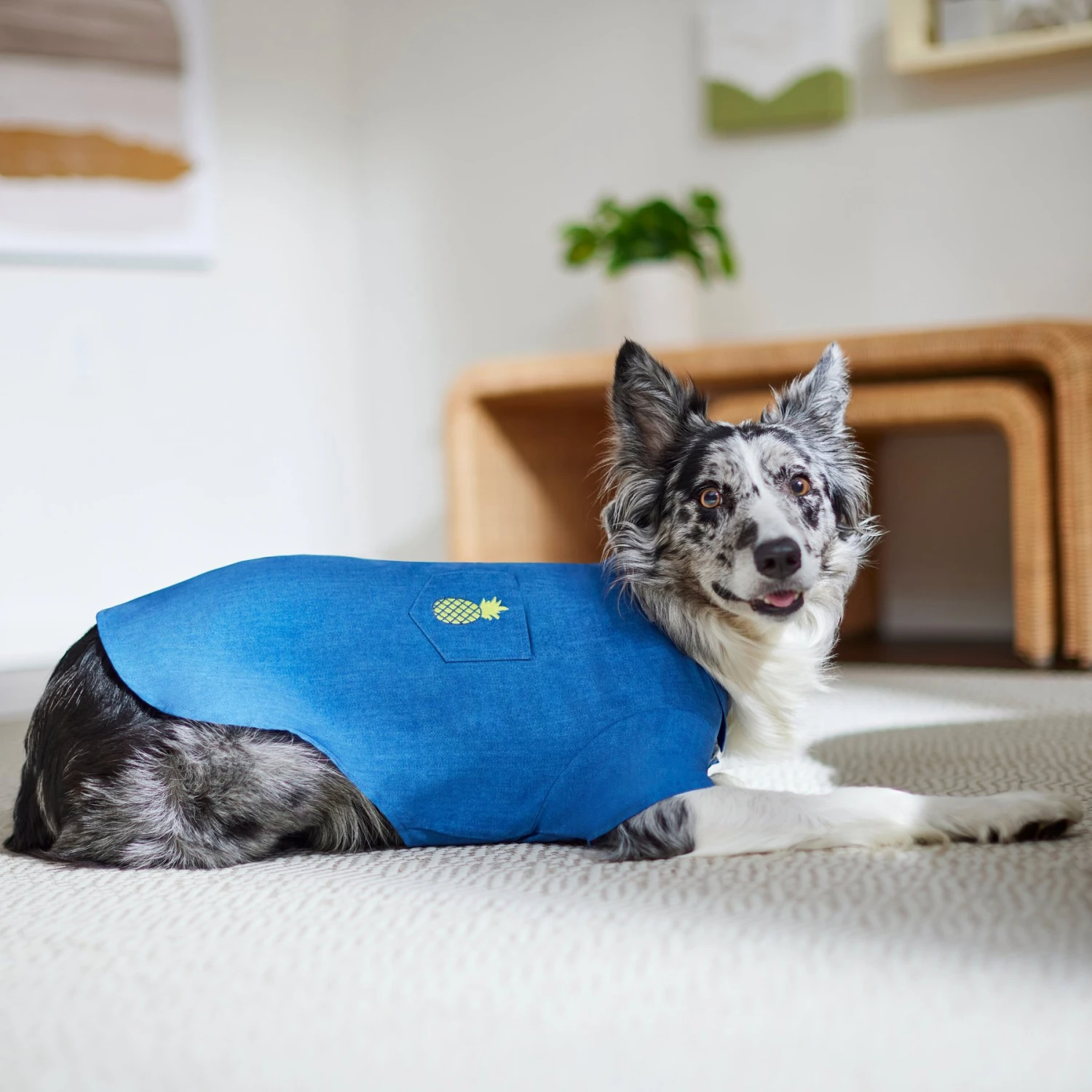 Frisco Chambray Pineapple Dog & Cat Shirt 11 Frisco Chambray Pineapple Dog & Cat Shirt - Image 9