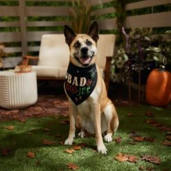 Frisco Bad & Boo-Jee Dog & Cat Costume Bandana 16 Frisco Bad & Boo-Jee Dog & Cat Costume Bandana -Frisco 334807 PT6. AC SS1800 V1660056594