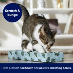 Frisco Single-Wide Cat Scratcher Toy With Catnip, Tropical Paradise, 2 Count 8 Frisco Single-Wide Cat Scratcher Toy With Catnip, Tropical Paradise, 2 Count -Frisco 347217 PT3. AC SS1800 V1659699275