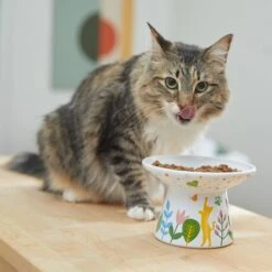 Frisco Cat Face Floral Wide Shape Elevated Non-Skid Ceramic Cat Bowl -Frisco 363377 PT3. AC SS1800 V1657657267