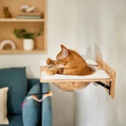 Frisco Acrylic Bowl Wall Mounted Cat Wall Shelf