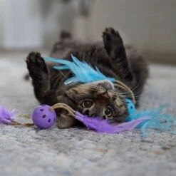 Frisco Feather & Play Plastic Balls Cat Toy, 2 Count -Frisco 525998 PT3. AC SS1800 V1669148124