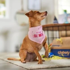 Frisco Dog & Cat Birthday Bandana 15 Frisco Dog & Cat Birthday Bandana -Frisco 608206 PT5. AC SS1800 V1676643860