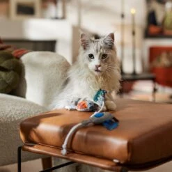 Frisco Halloween Cutie Bats Plush Cat Toy With Catnip 8 Frisco Halloween Cutie Bats Plush Cat Toy With Catnip -Frisco 667990 PT3. AC SS1800 V1689354957