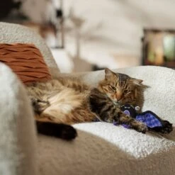 Frisco Halloween Cutie Bat Plush Cat Toy With Catnip 8 Frisco Halloween Cutie Bat Plush Cat Toy With Catnip -Frisco 668038 PT3. AC SS1800 V1689271242