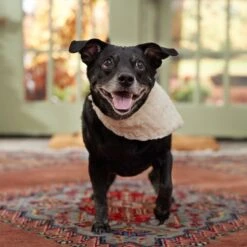 Frisco Solid Faux Fur Dog & Cat Bandana 13 Frisco Solid Faux Fur Dog & Cat Bandana -Frisco 733878 PT6. AC SS1800 V1692378974