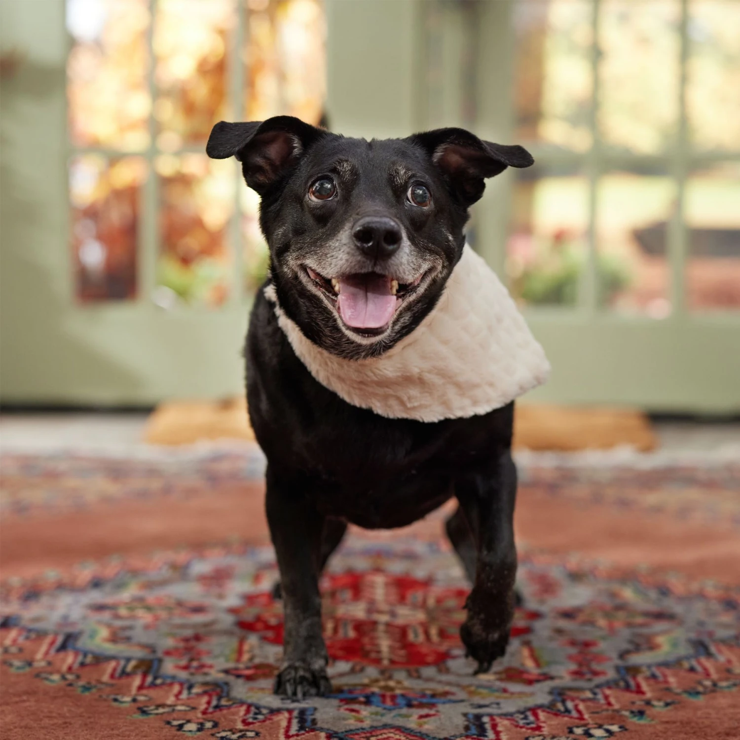 Frisco Solid Faux Fur Dog & Cat Bandana 7 Frisco Solid Faux Fur Dog & Cat Bandana - Image 5