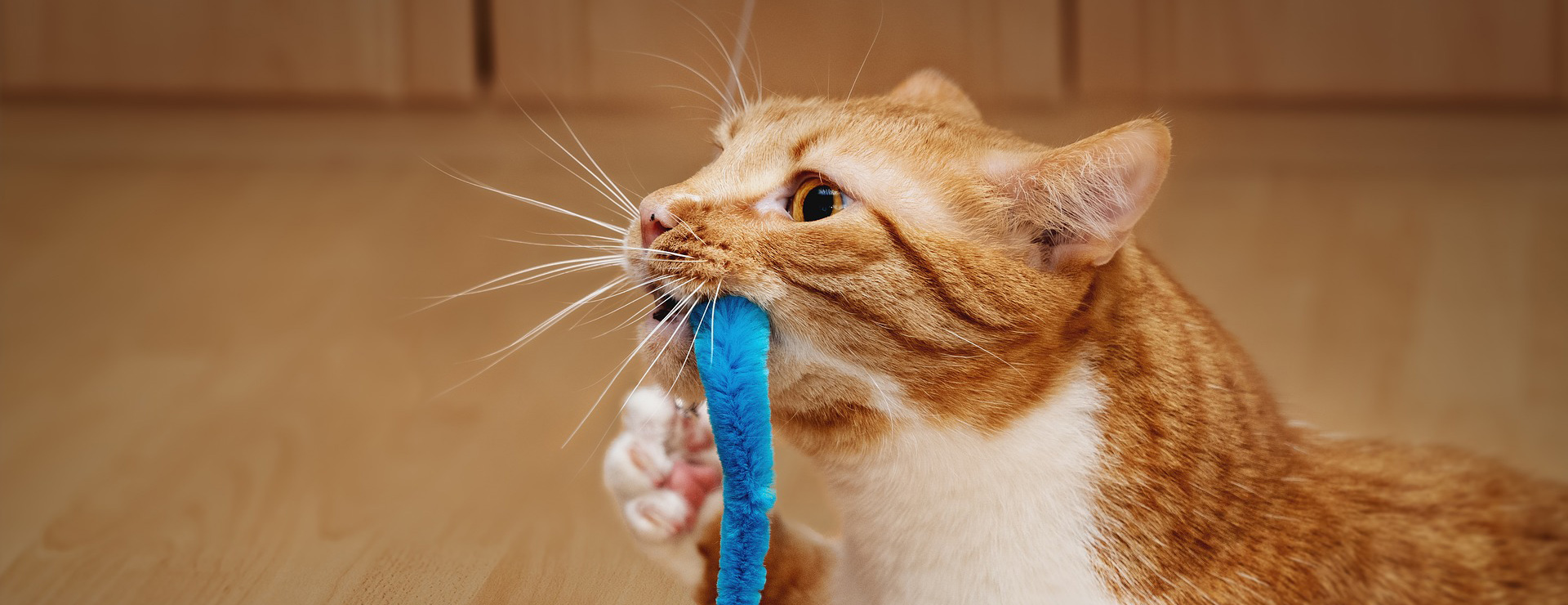 Front Page 4 Front Page -Frisco cat 4797096 1920