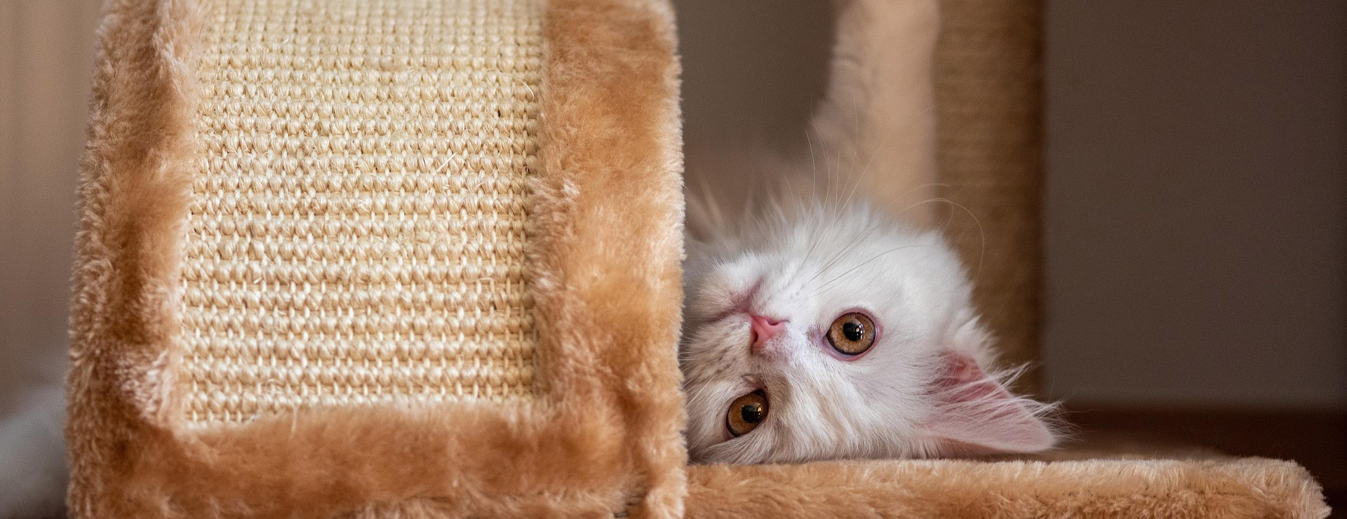 Front Page 2 Front Page -Frisco cat 5694895 1920